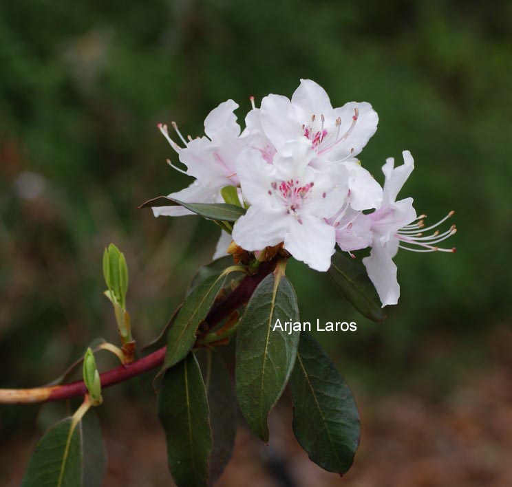 Rhododendron rigidum