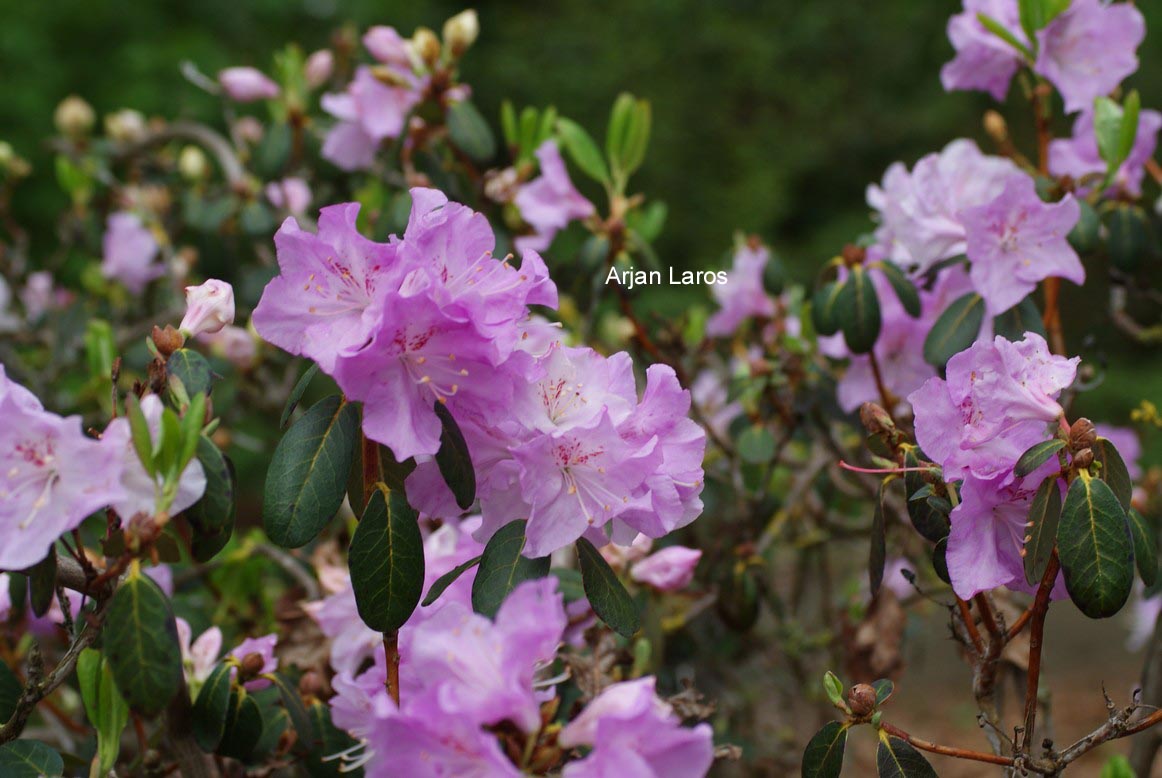 Rhododendron oreotrephes 'Exquisitum'