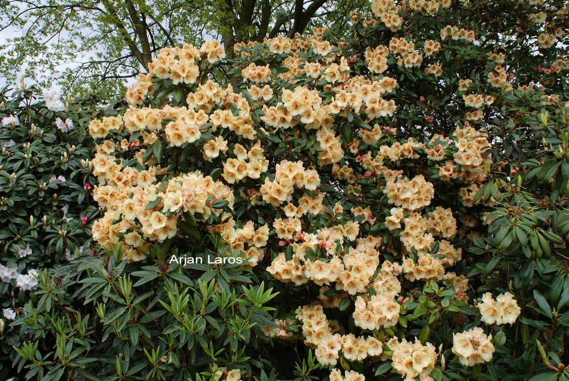 Rhododendron 'Viscy'