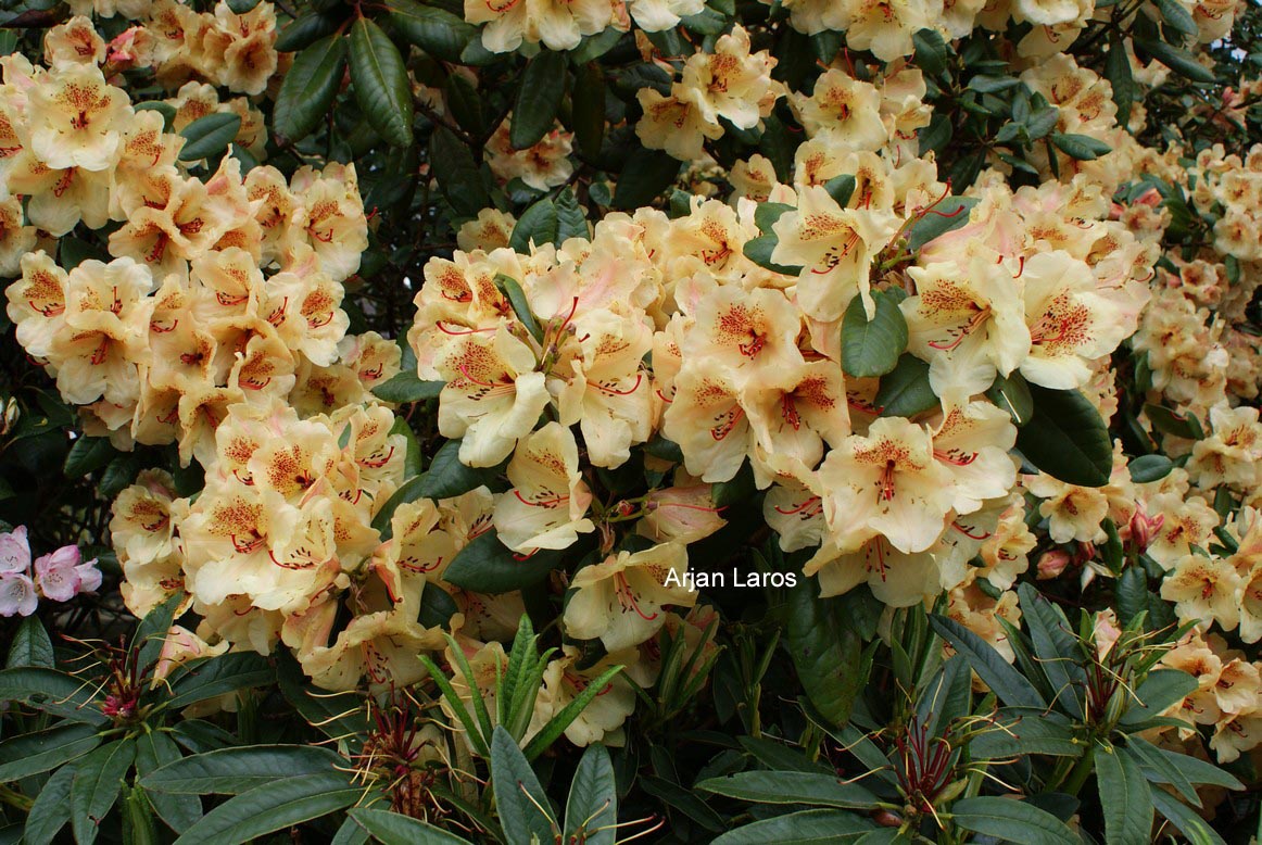 Rhododendron 'Viscy'