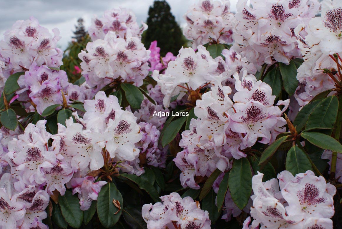 Rhododendron 'Clementine'