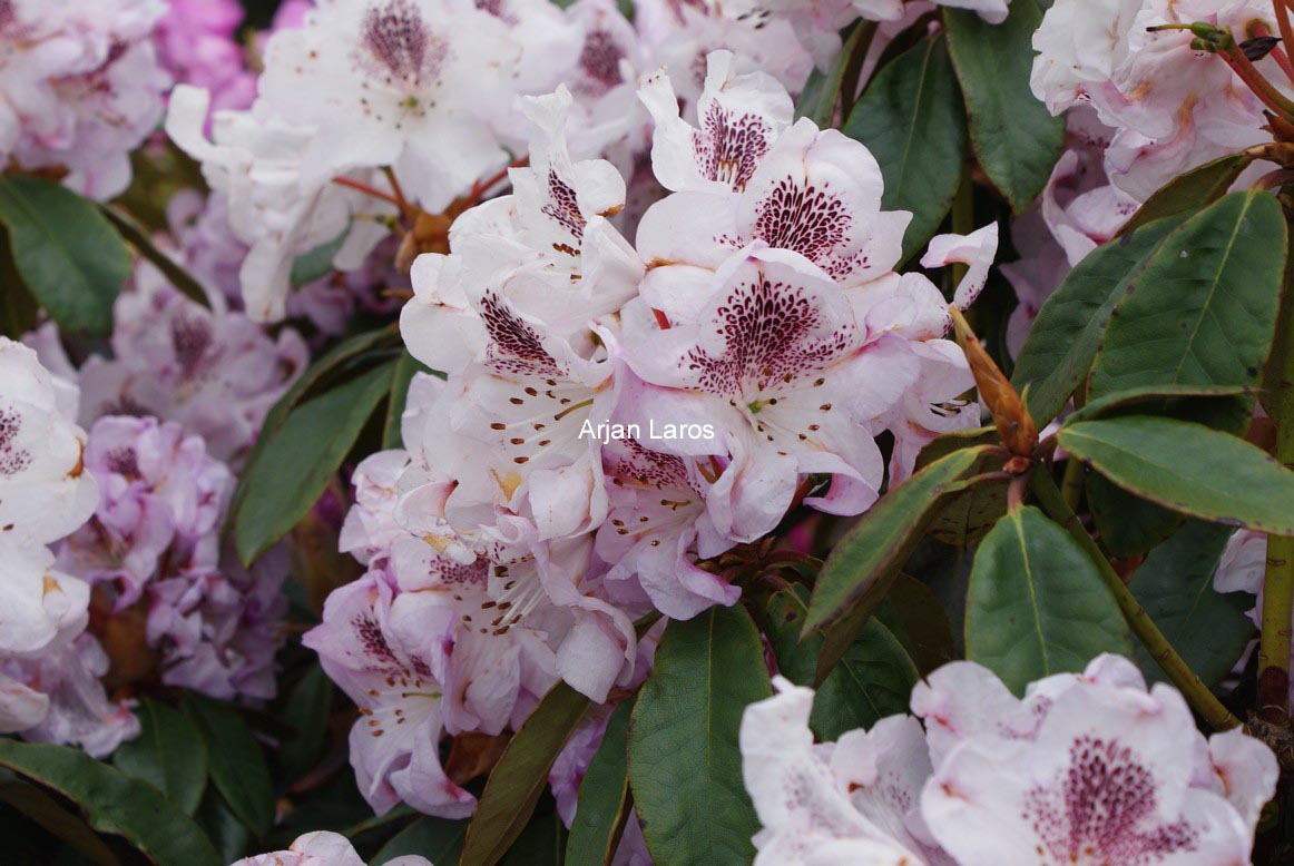 Rhododendron 'Clementine'