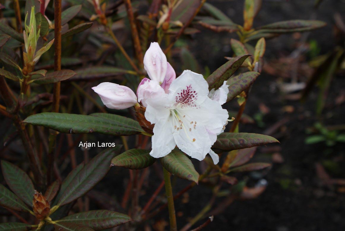 Rhododendron annae