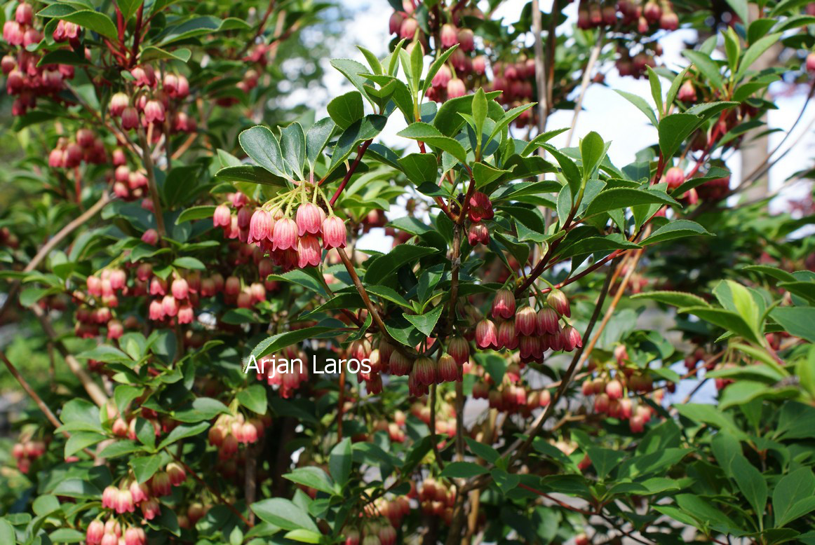 Enkianthus campanulatus 'Pagode'