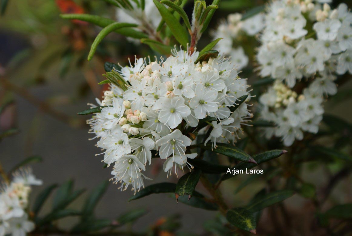 Rhododendron palustre decumbens