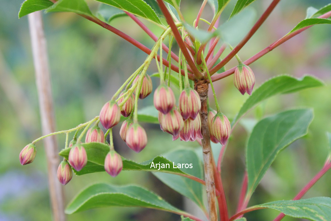 Enkianthus cernuus recurvus