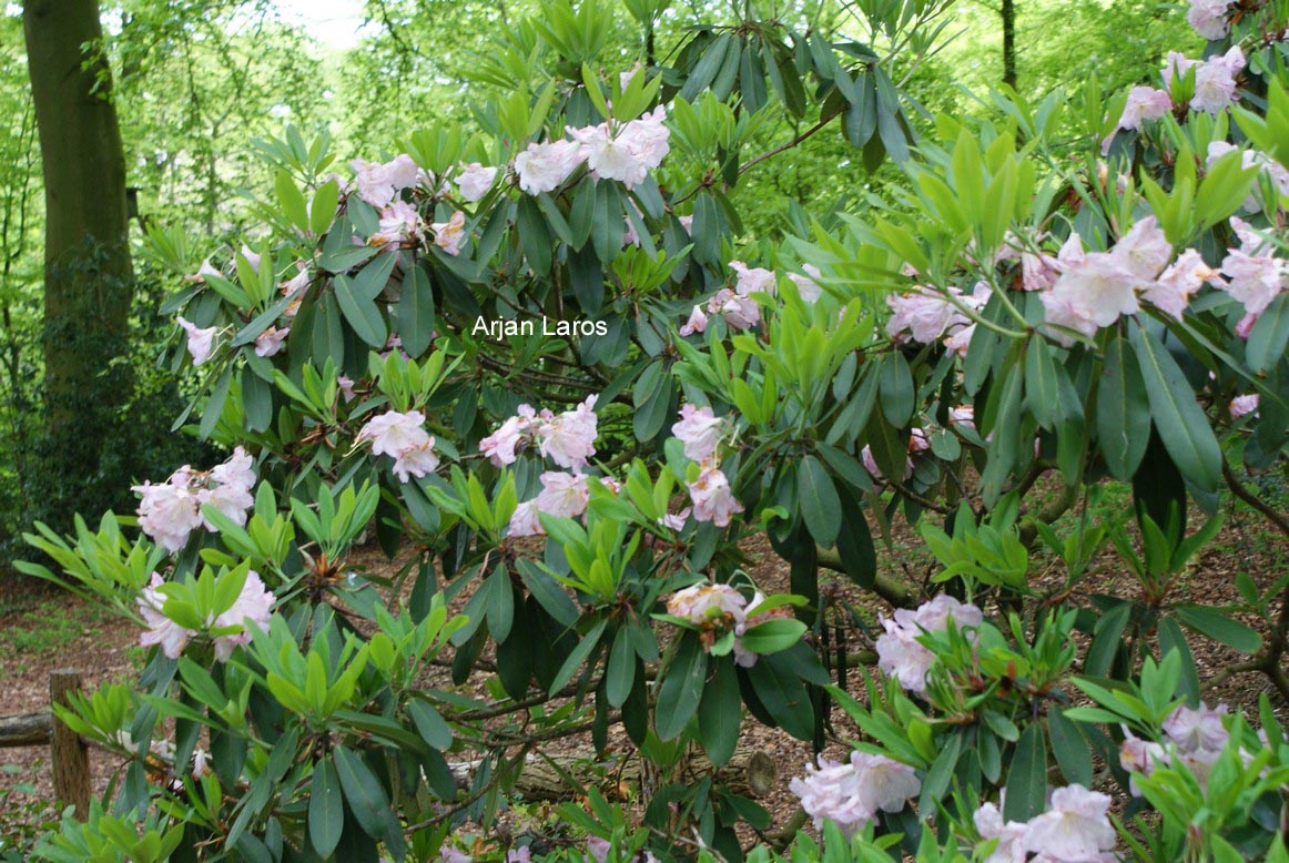 Rhododendron decorum