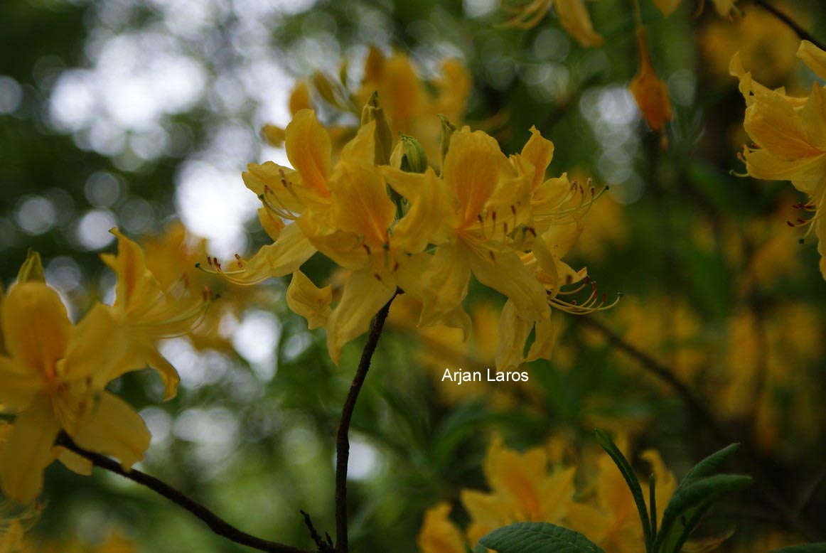 Rhododendron luteum