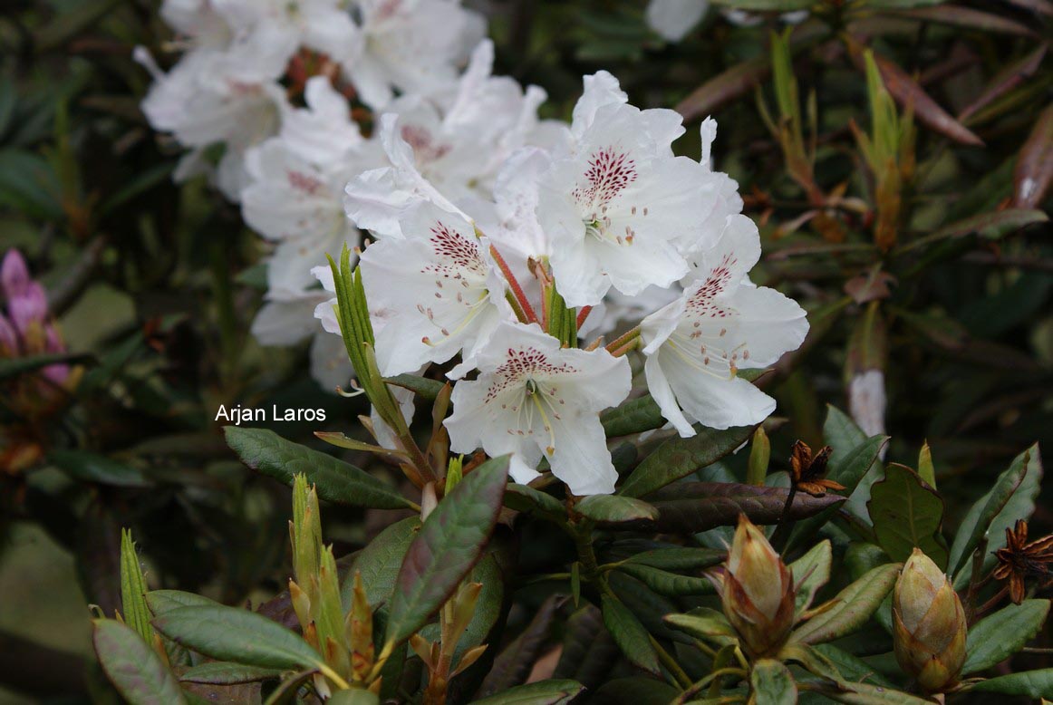 Rhododendron annae