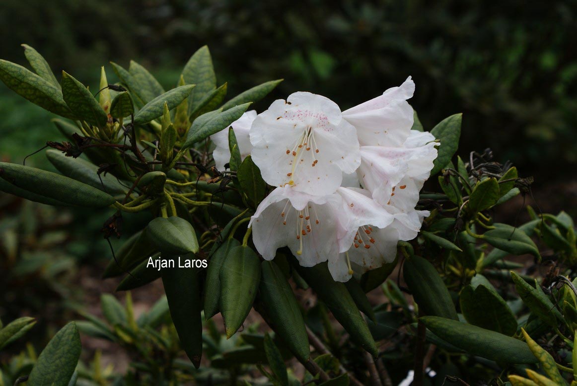 Rhododendron anwheiense