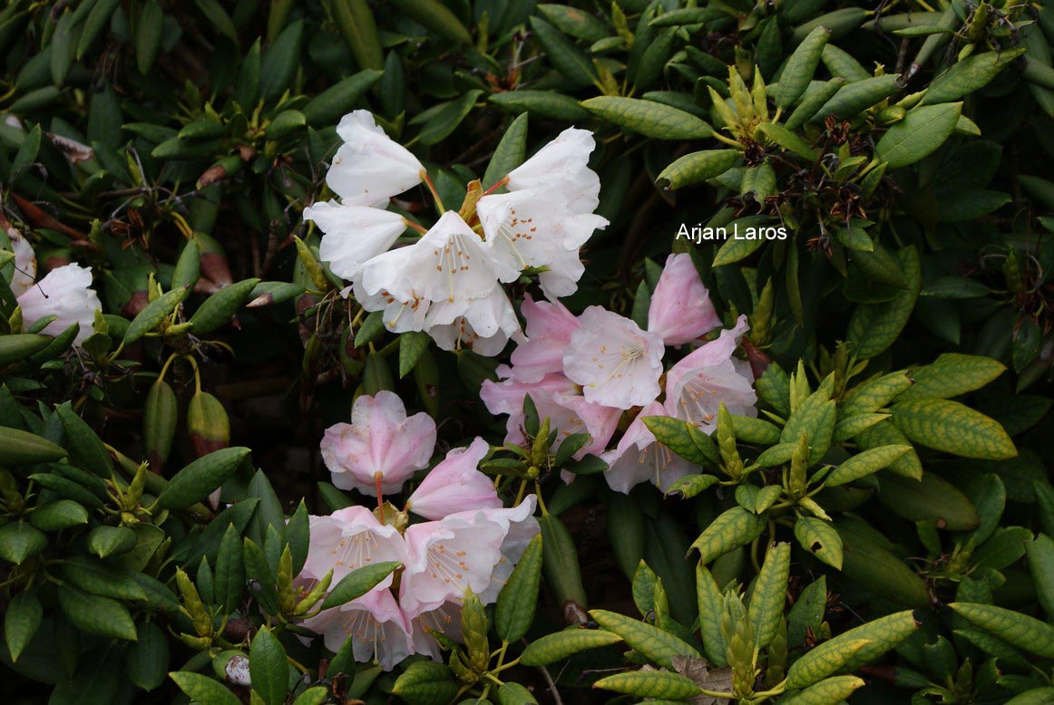 Rhododendron anwheiense