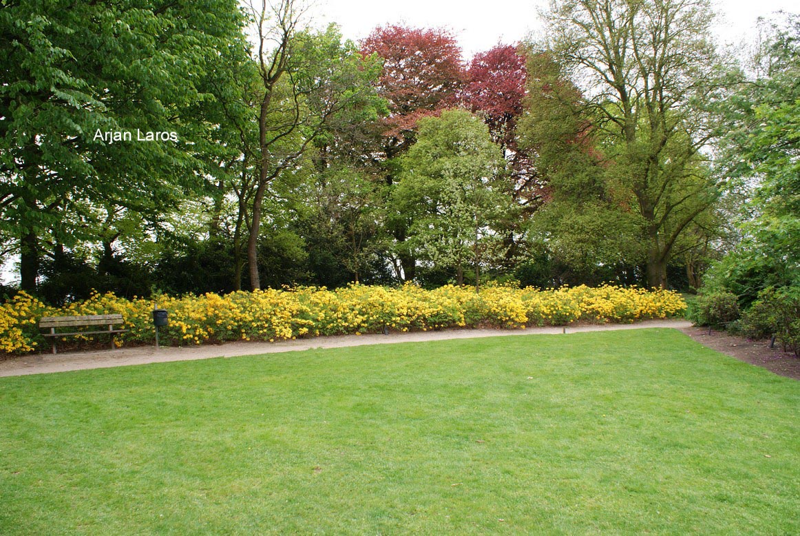 Rhododendron luteum