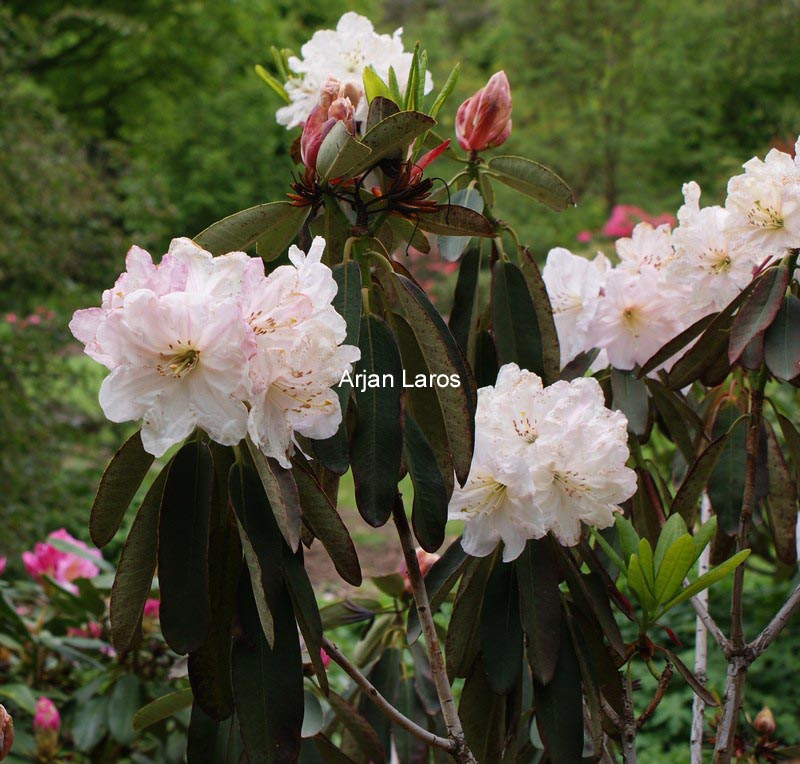 Rhododendron decorum