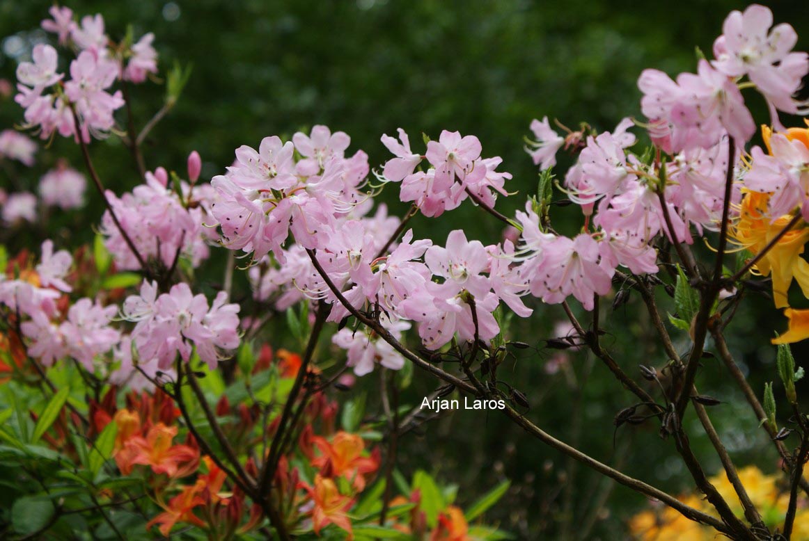 Rhododendron vaseyi