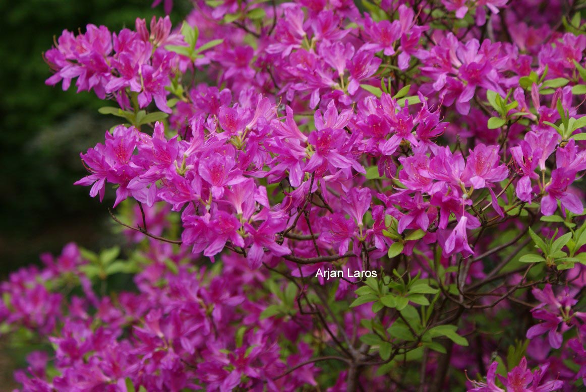 Rhododendron 'Fraseri'