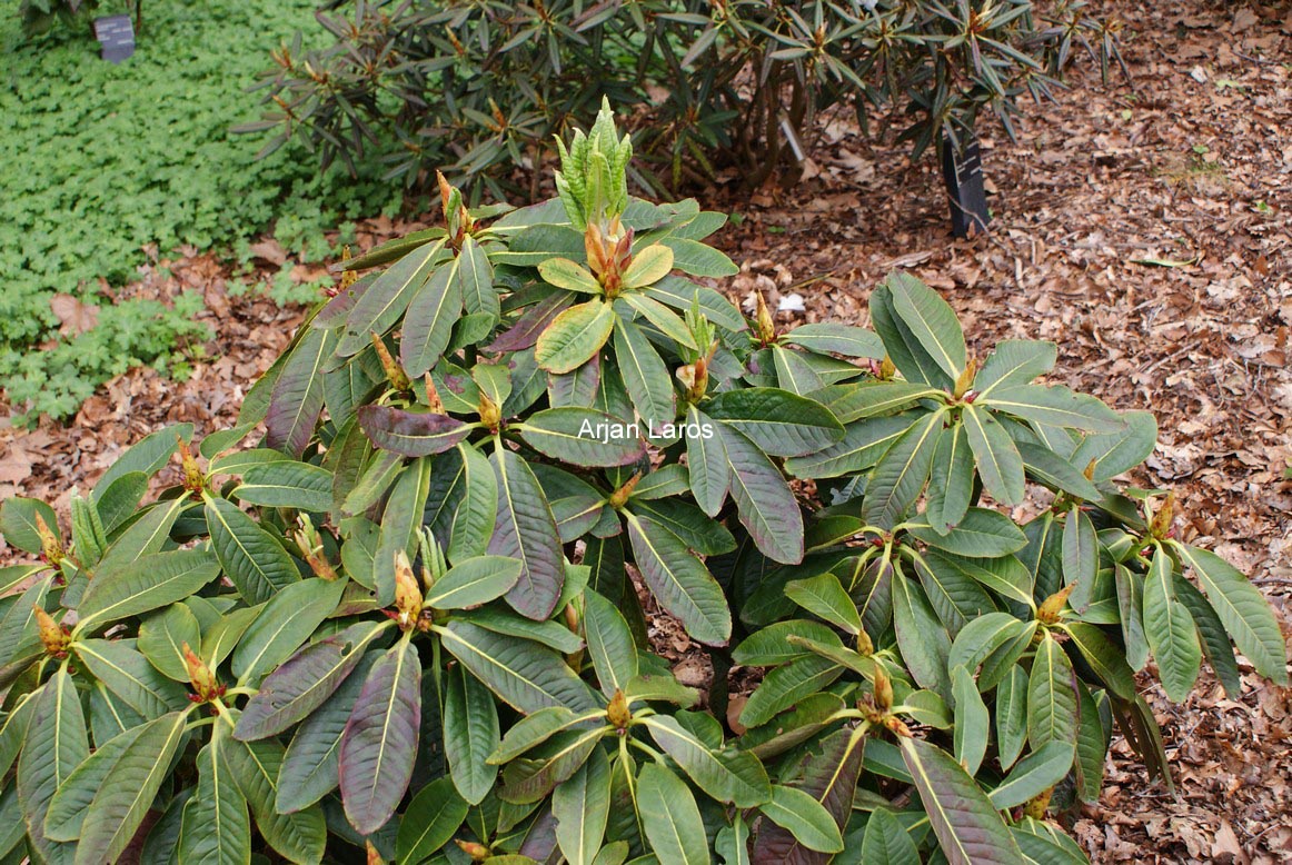 Rhododendron wasonii