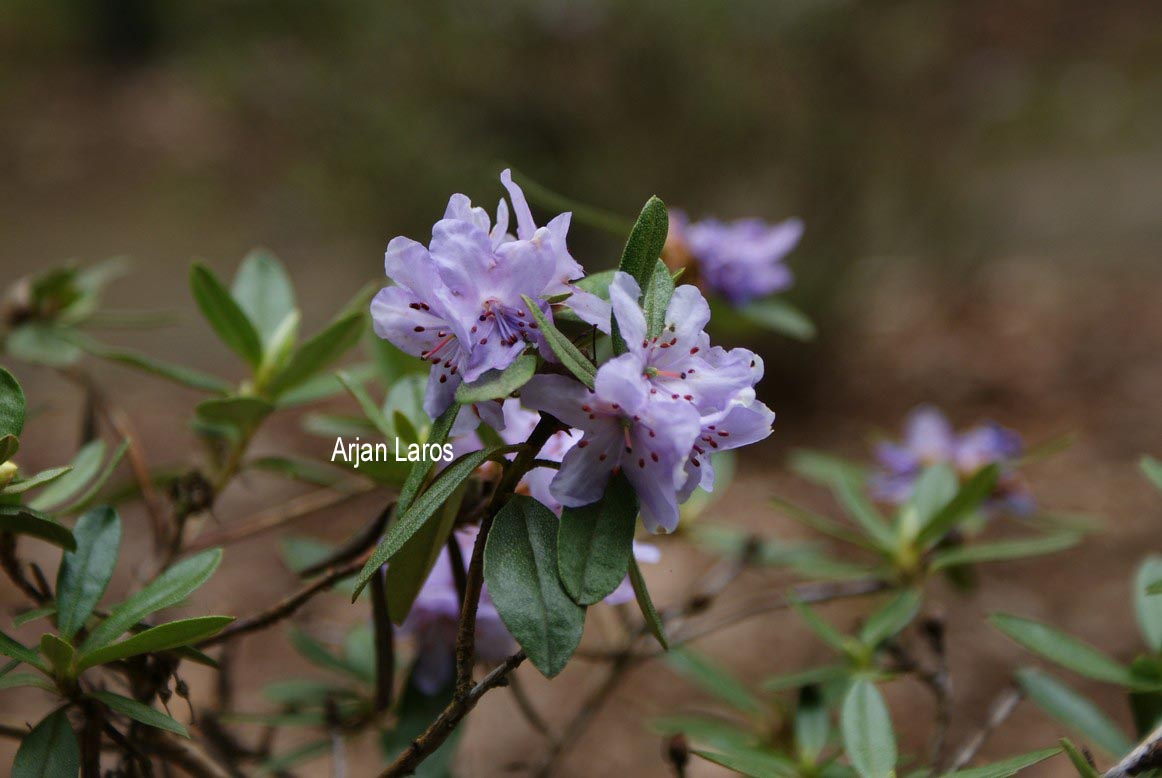 Rhododendron hippophaeoides