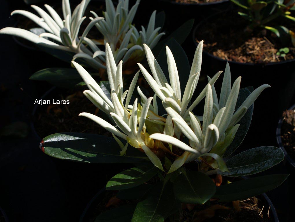 Rhododendron 'Silbervelours'