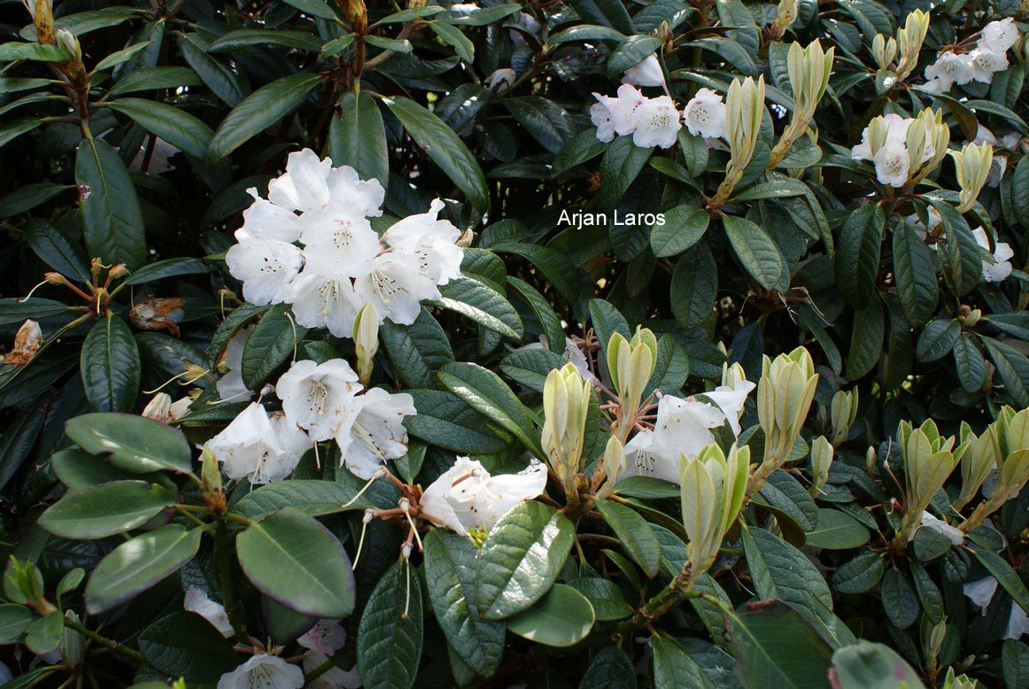 Rhododendron wiltonii