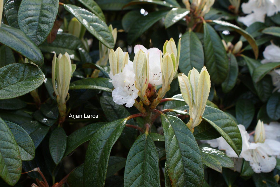 Rhododendron wiltonii