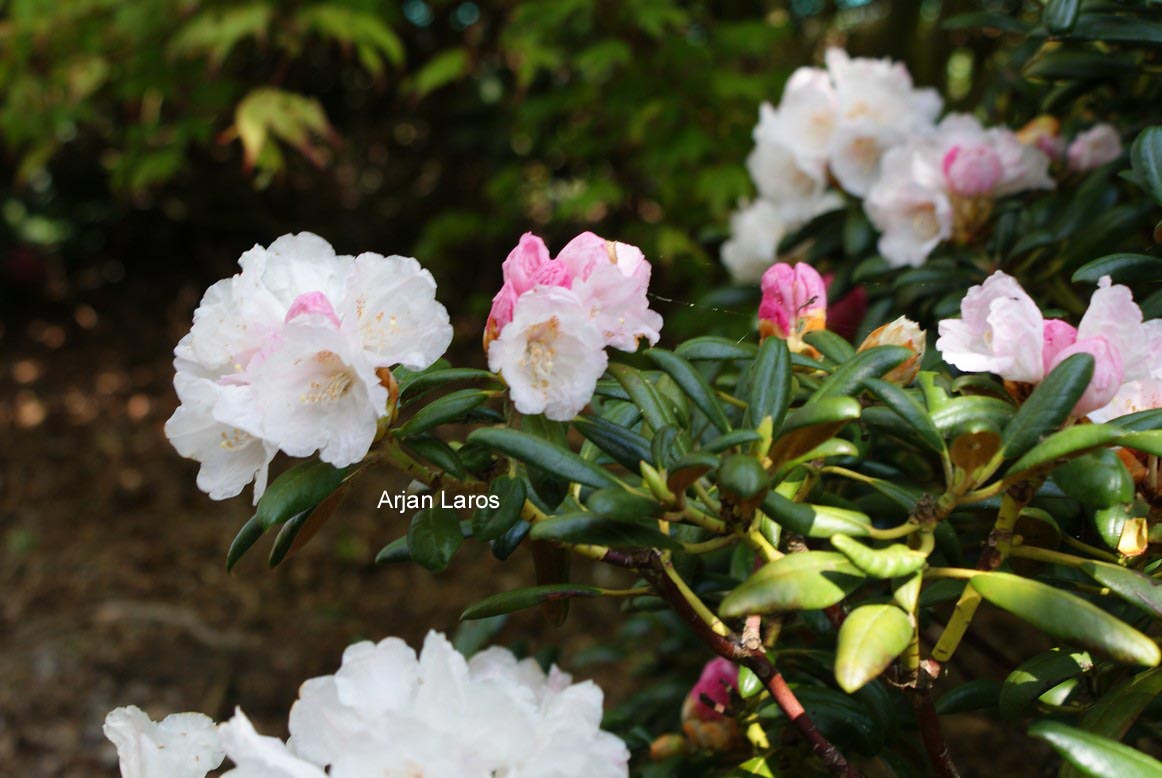 Rhododendron yakushimanum