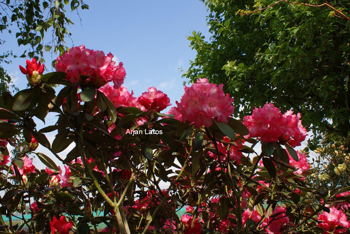 Rhododendron 'Marlis'