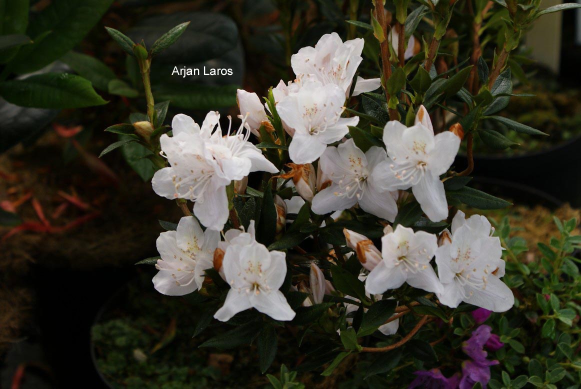 Rhododendron tashiroi