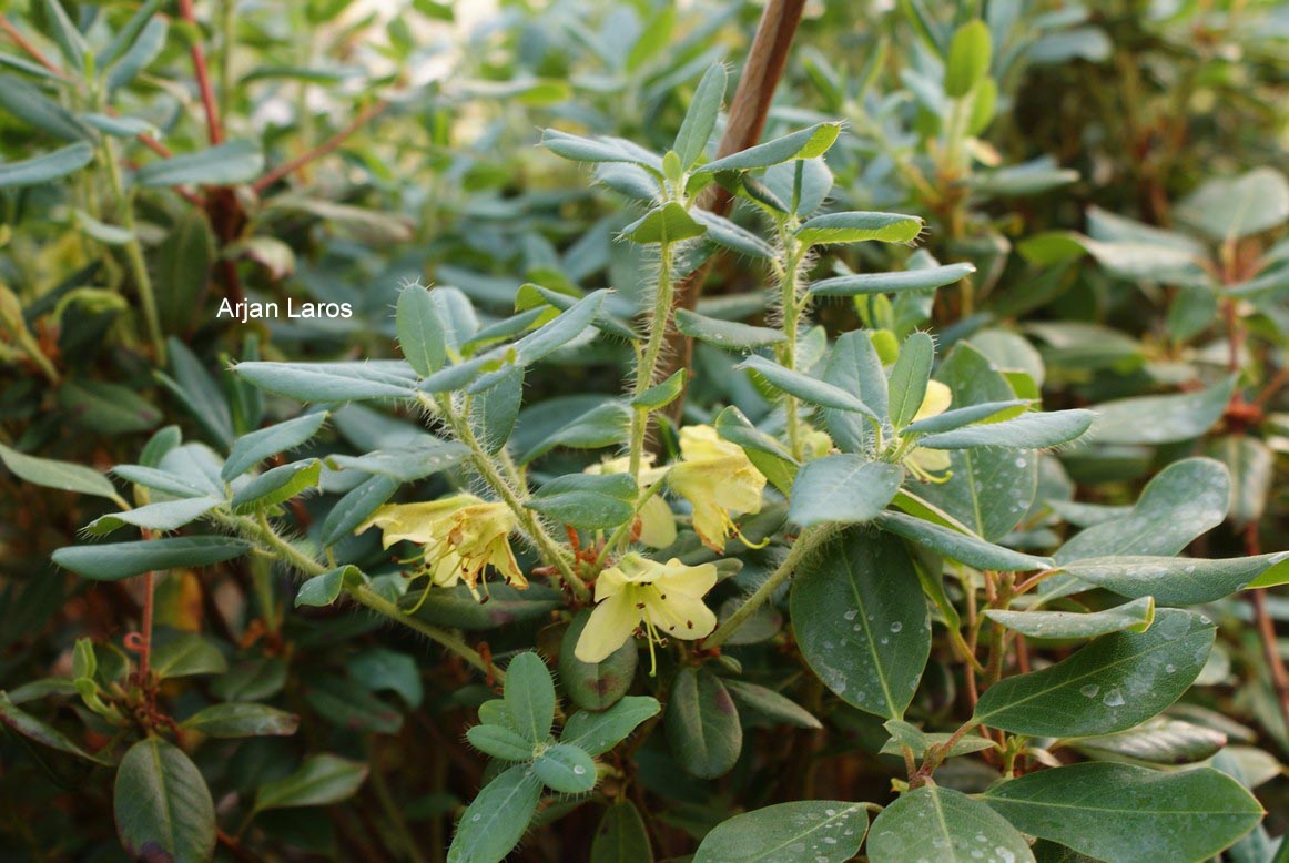 Rhododendron lepidostylum