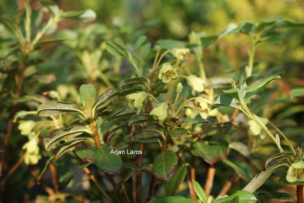 Rhododendron brachyanthum hypolepidotum