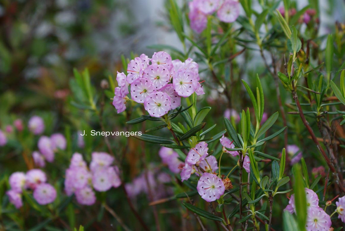 Kalmia polifolia