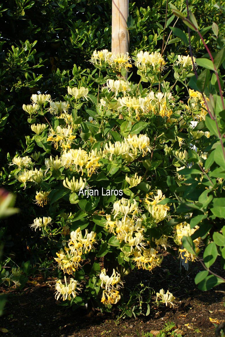 Lonicera periclymenum 'Scentsation'