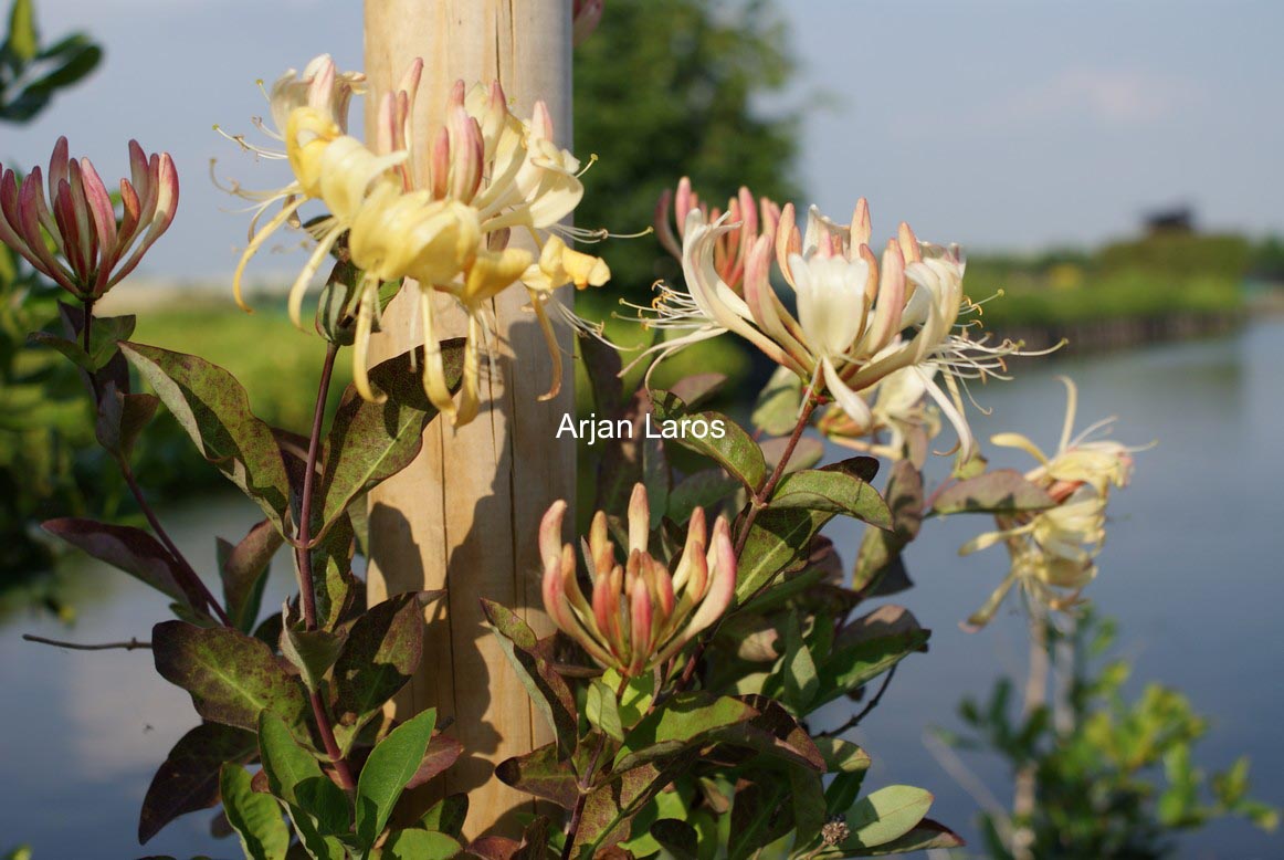 Lonicera periclymenum 'Winchester'