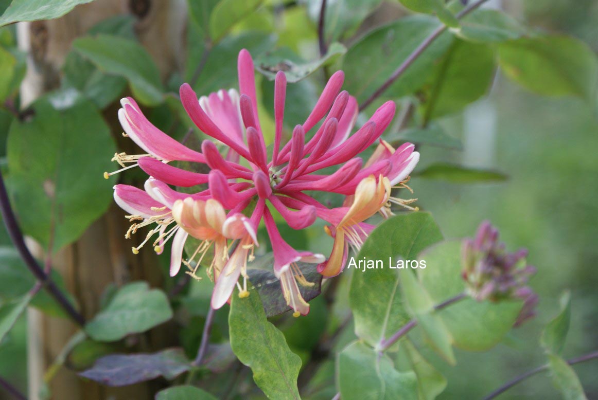 Lonicera heckrottii 'Goldflame'