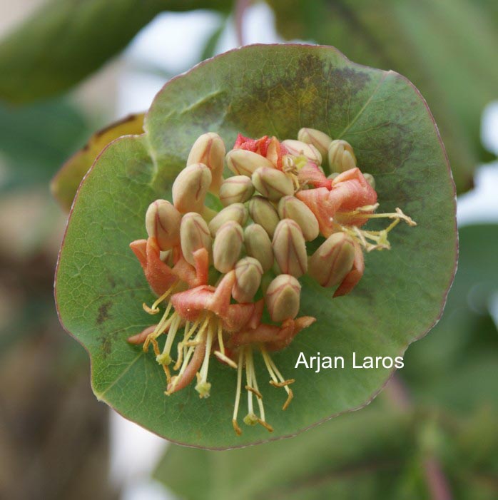 Lonicera dioica var. glaucescens