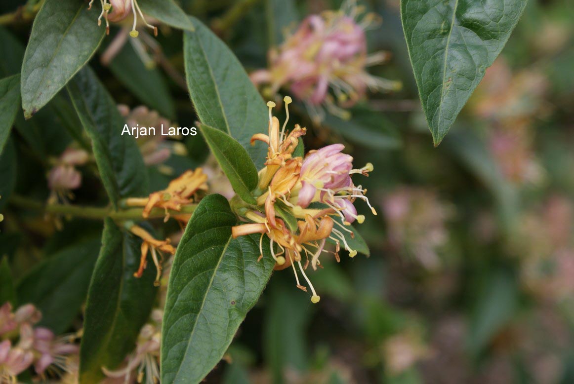 Lonicera acuminata