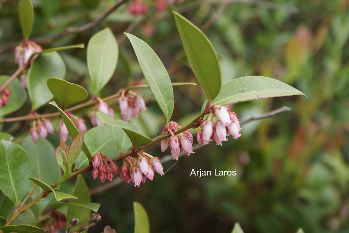 Lyonia lucida