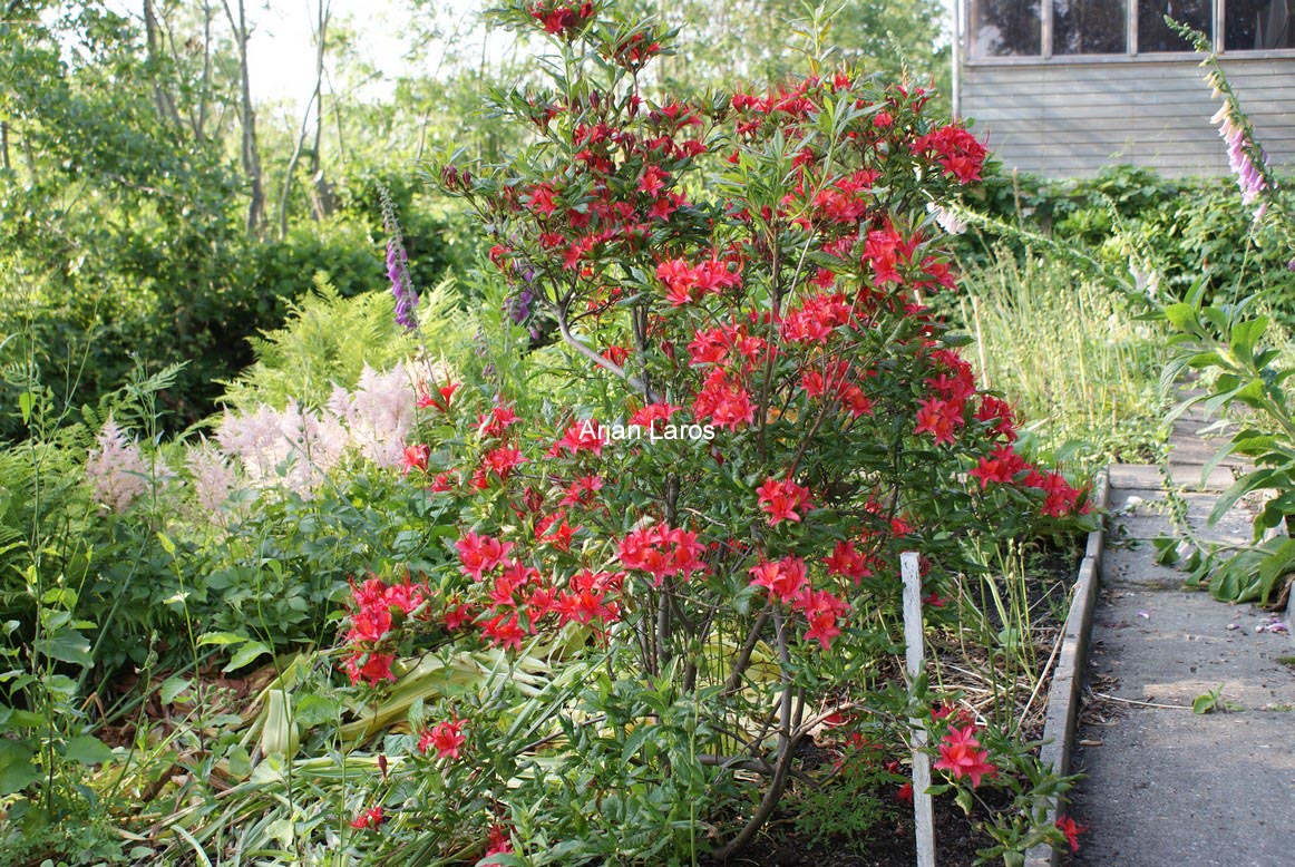 Rhododendron cumberlandense