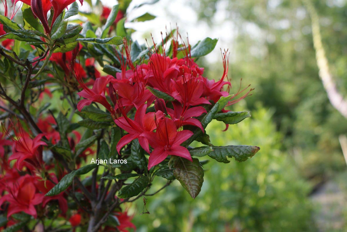 Rhododendron cumberlandense