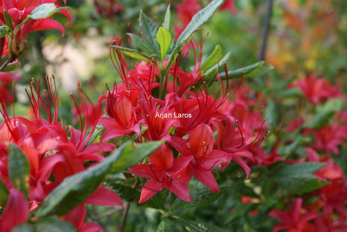 Rhododendron cumberlandense