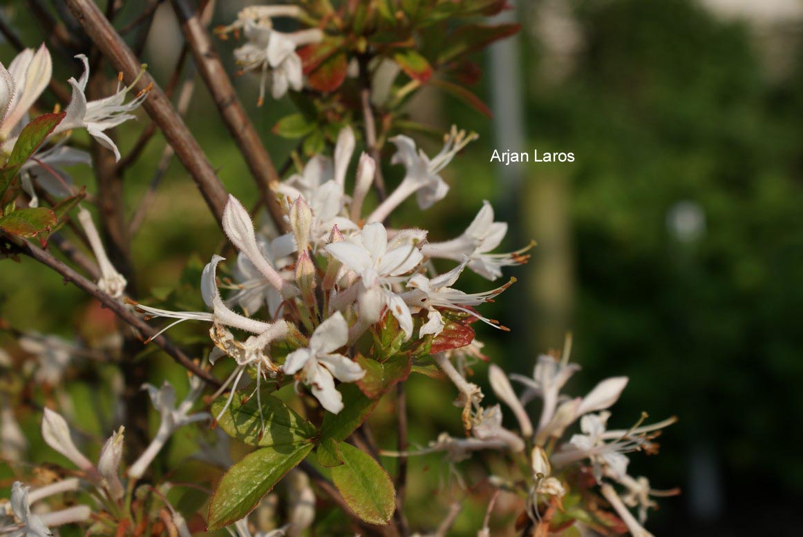 Rhododendron viscosum