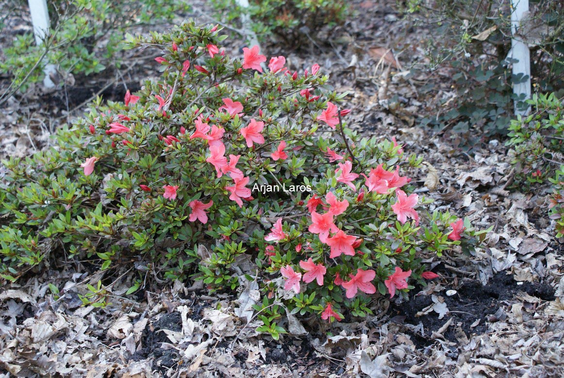 Rhododendron nakaharae 'Exbury Orange'