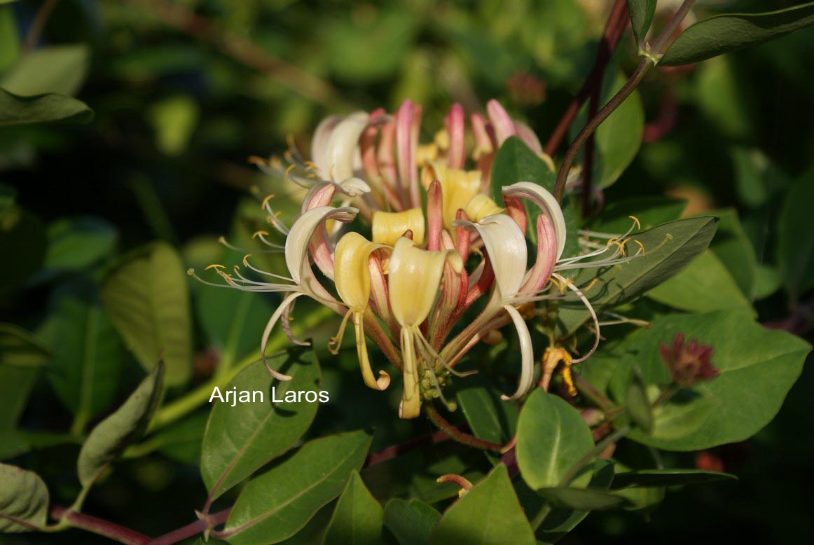 Lonicera periclymenum 'Munster'