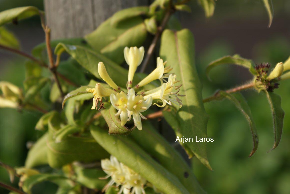 Lonicera acuminata