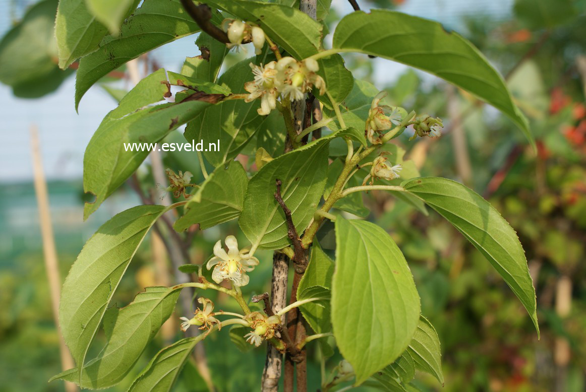 Actinidia arguta