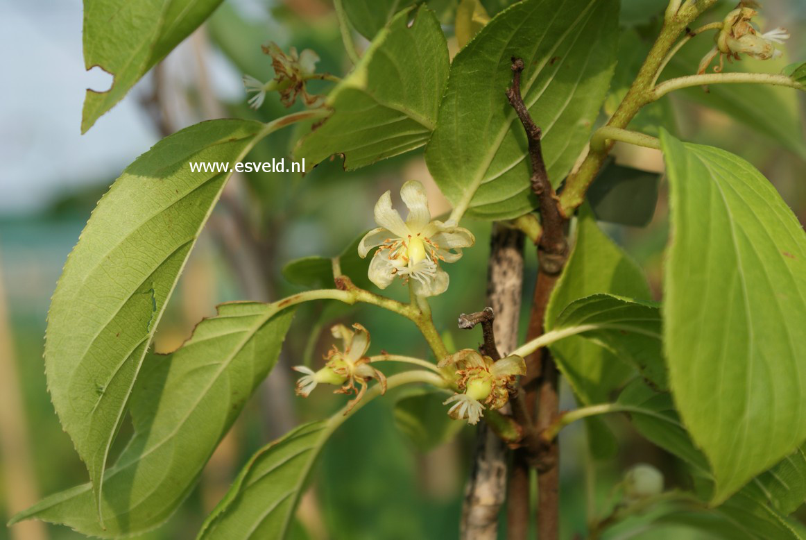 Actinidia arguta