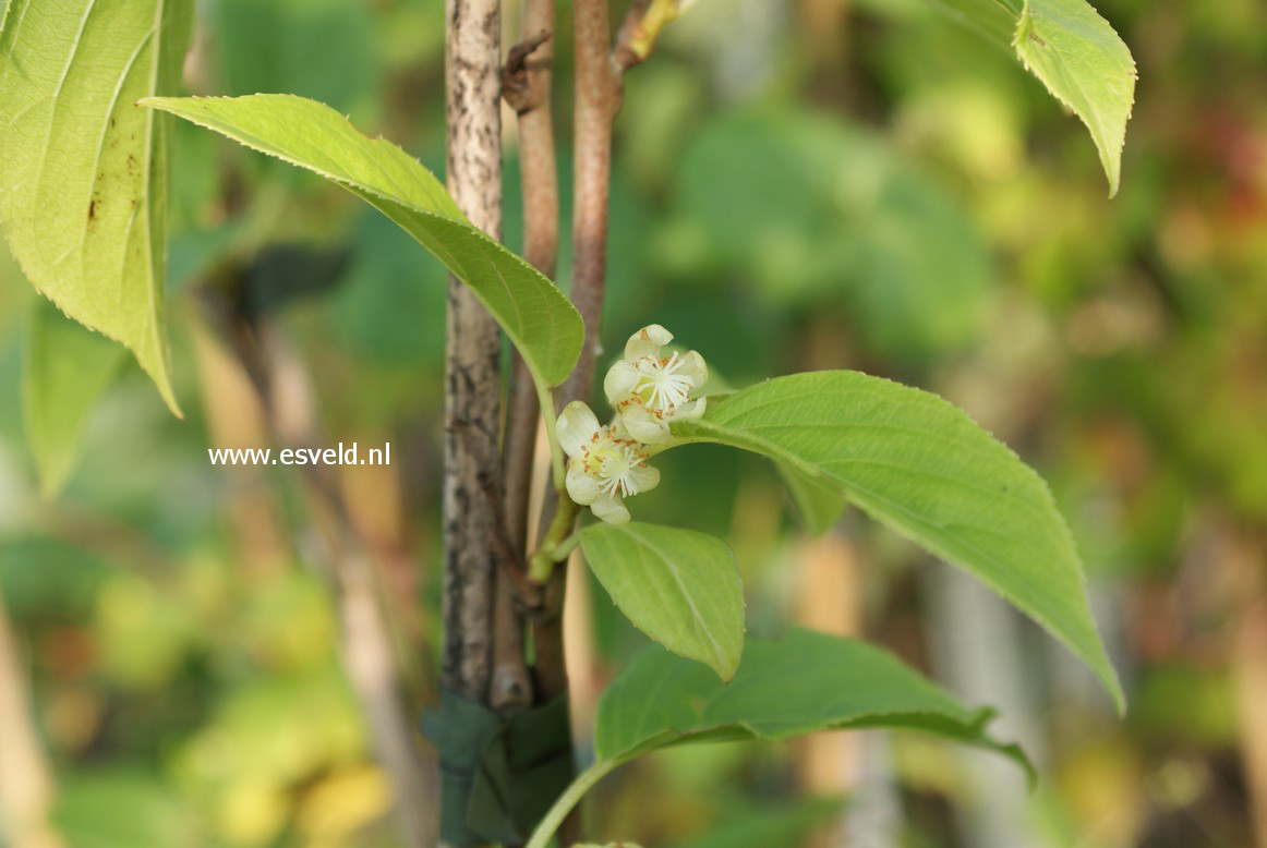 Actinidia arguta