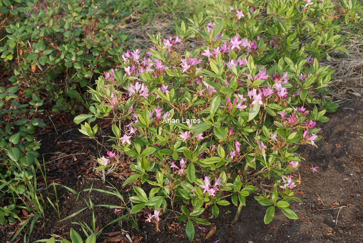 Rhododendron 'Fragrans'