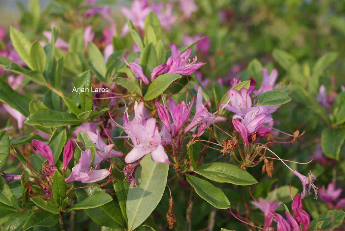 Rhododendron 'Fragrans'