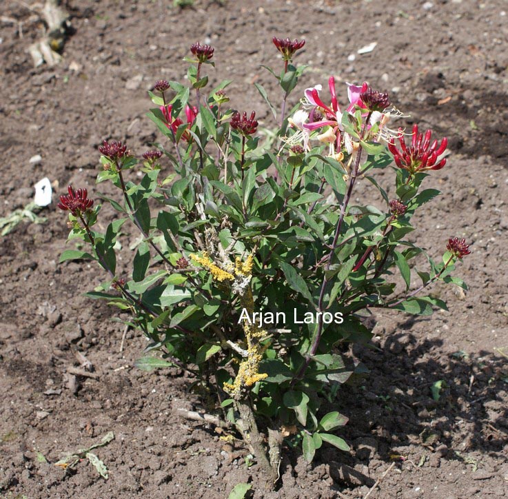 Lonicera periclymenum 'Honeybush'