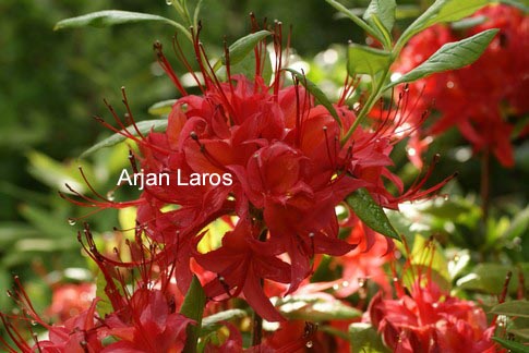 Rhododendron cumberlandense